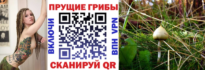 Галлюциногенные грибы Psilocybine cubensis  купить наркоту  Алдан 